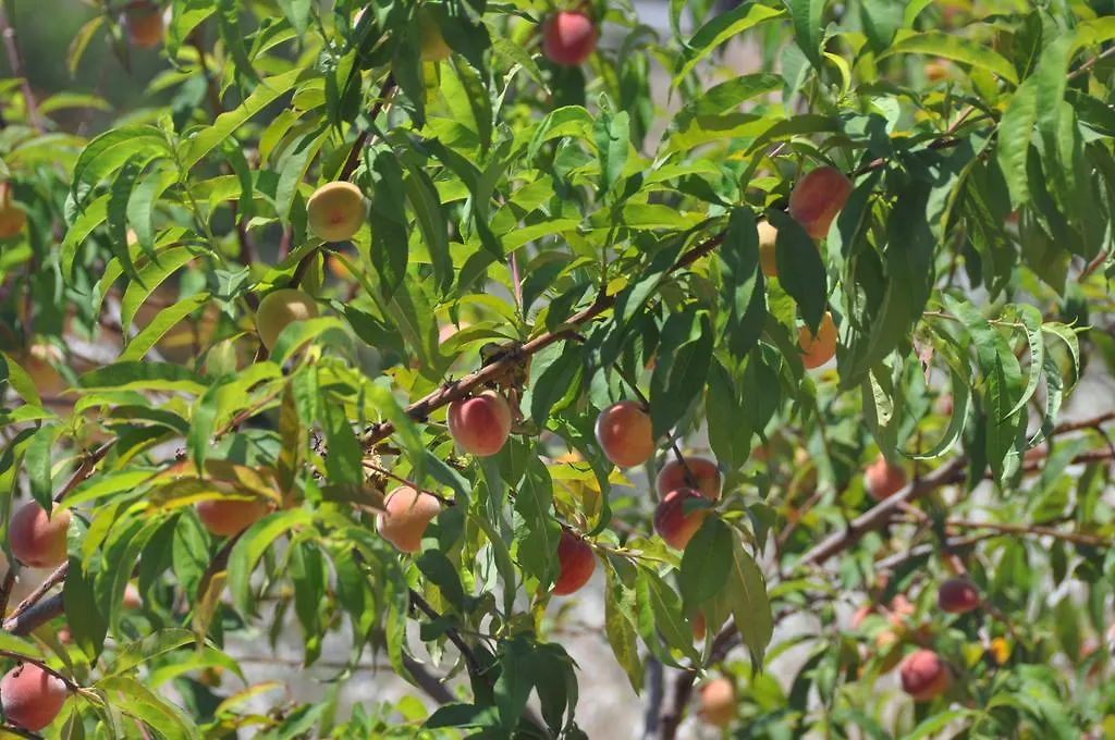 Sa Campaneta Agroturismo Puigpunyent  Landhaus Puigpunyent (Mallorca)