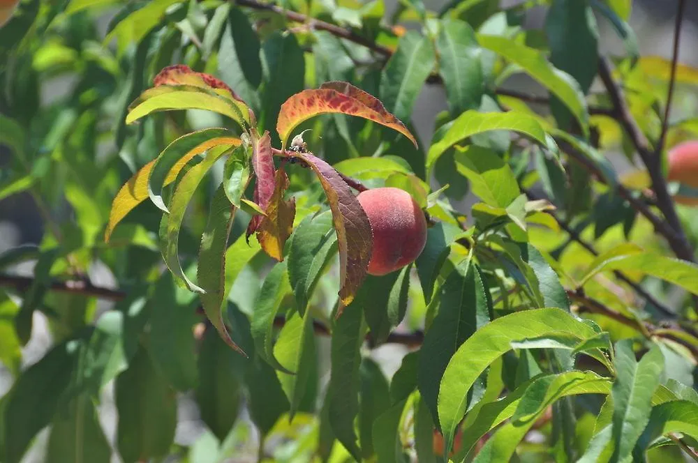 Sa Campaneta Agroturismo Puigpunyent