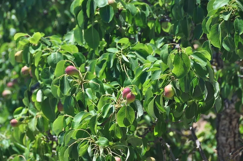 Sa Campaneta Agroturismo Puigpunyent  Spanien